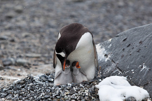 A Gentoo penguin feeding the chicks, Brown Bluff. by waveletr