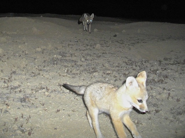 sj kit foxes
