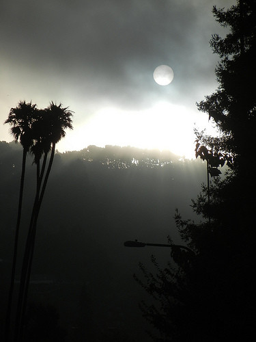 DSCN9203 _ Fog & Sun, Berkeley, CA