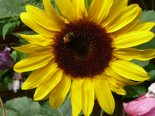 Bumblebee on sunflower in my garden 1st September 2013 in Croydon