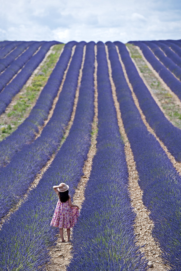 Lavender Field, France 2013