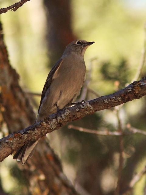 Townsend's Solitaire 20131104