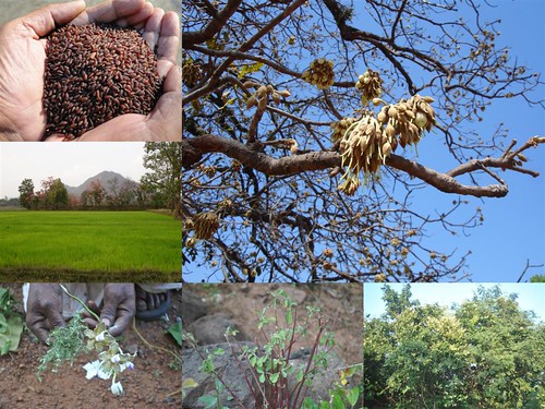 Validated and Potential Medicinal Rice Formulations for Diabetes (Madhu Prameh) and Cancer Complications and Revitalization of Kidney (TH Group-176) from Pankaj Oudhia’s Medicinal Plant Database by Pankaj Oudhia