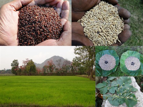 Validated and Potential Medicinal Rice Formulations for Hypertension (High Blood Pressure) and/with Diabetes mellitus Type 2 Complications (TH Group-282) from Pankaj Oudhia’s Medicinal Plant Database by Pankaj Oudhia