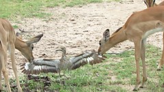 Video's Kruger National Park