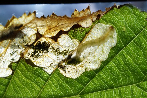 Eriocrania chrysolepidella larva in mine on Hazel