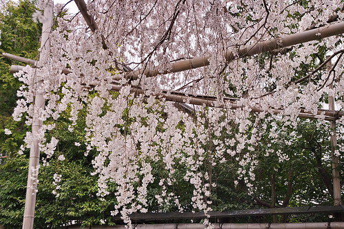 【写真】桜 : 車折神社