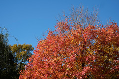 Fall 2013 colors