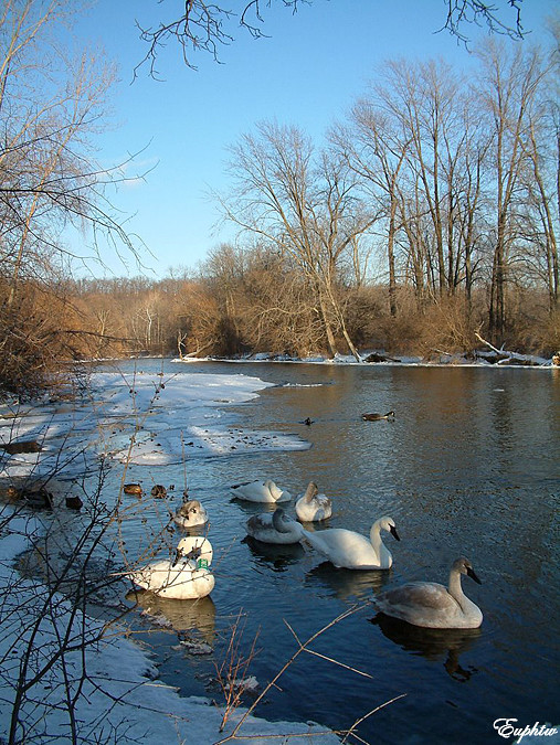 swan river2004 021