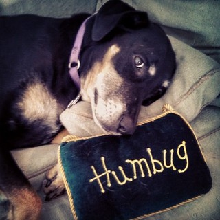 My sentiments exactly. #dogstagram #dobermanmix #humbug