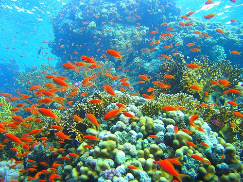 全世界大部分的珊瑚礁熱點位於島嶼周邊。作者：Mikhail Rogov。取自：http://en.wikipedia.org/wiki/File:Coral_reef_in_Ras_Muhammad_nature_park_(Iolanda_reef).jpg ，本圖符合CC授權。