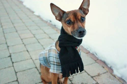 diy-dog-scarf