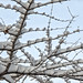 Snow and Branches