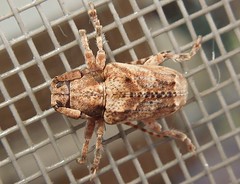 Young longhorn beetle