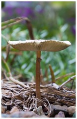 Fungi, Lichen & Moss