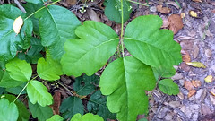 Poison Oak & Poison Ivy