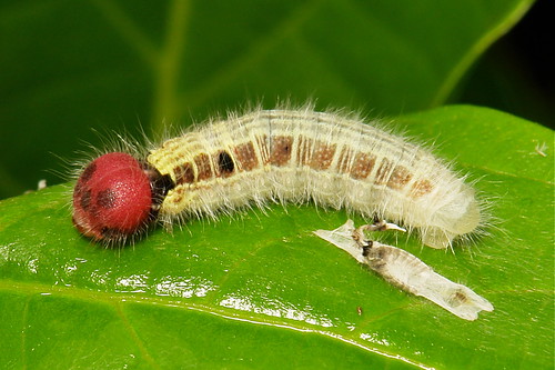 Mid Instar Awl Caterpillar (Coeliadinae, Hesperiidae)