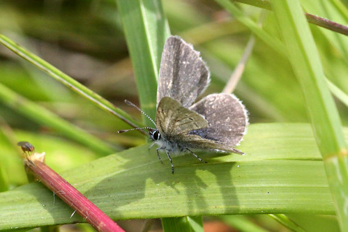 Small Blue butterfly Cupido minimus
