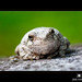 Contentment Tree Frog by Jim Crotty