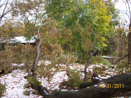 downed trees in yard from sandy