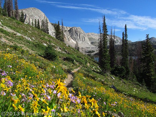 Wildflowers near the beginning of the trail, not far from Lake Marie, Snowy Range, Medicine Bow National Forest, WY