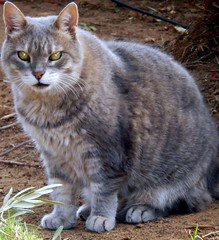 A central Israeli Cat of Aegyptian Descendancy