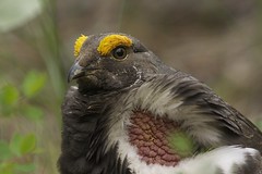 Washington Birding — May 2014