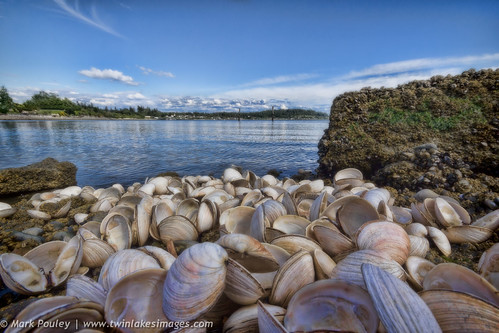Shells on the Shore by Mark Pouley