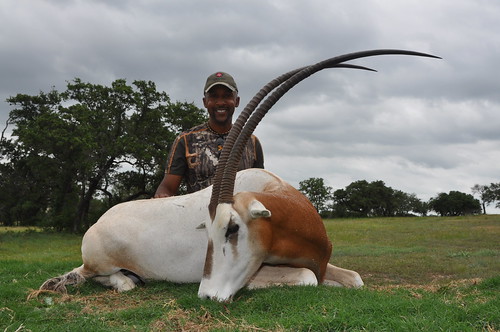 Gold Medal Oryx
