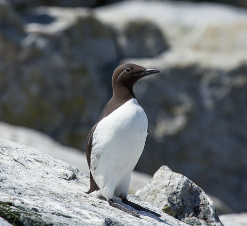 "Bridled" Common Murre