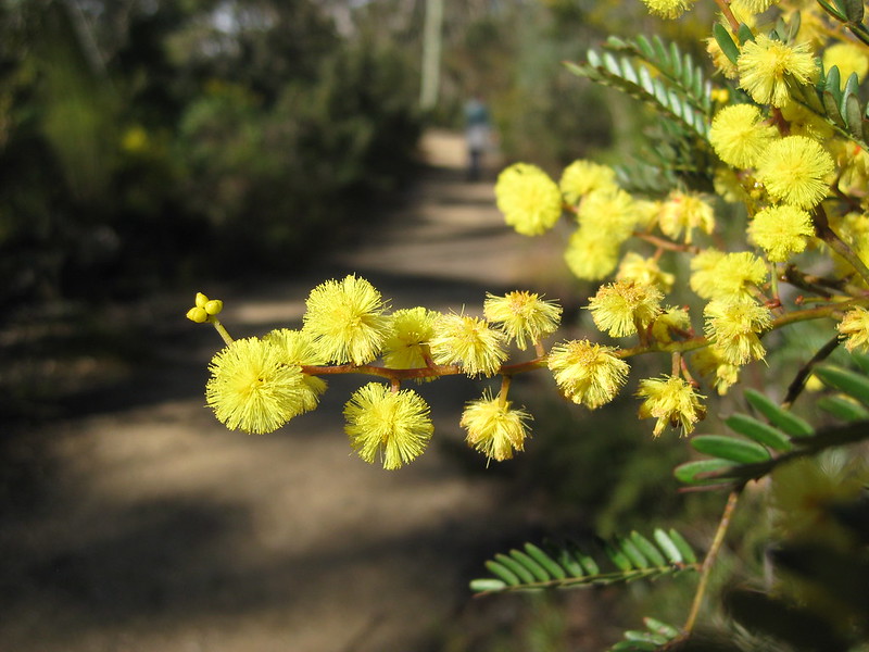Gold Wattle on the track following Evans Lookout Road