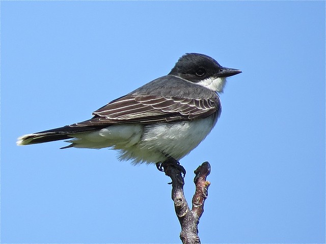 Eastern Kingbird at Ewing Park in McLean County, IL