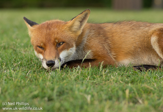 close ups of lying down fox-3