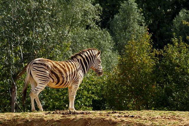 Zebra, Posing