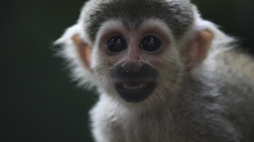 "Messi Once" the squirrel monkey by MandoBarista
