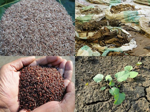 Validated and Powerful Medicinal Rice Formulations for Diabetes (Madhumeha) and Cancer Complications and Revitalization of Pancreas (TH Group-147) from Pankaj Oudhia’s Medicinal Plant Database by Pankaj Oudhia