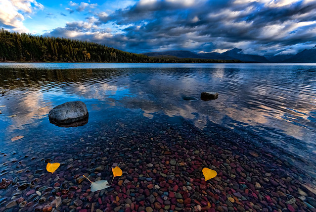 Leaves-and-Rocks-at-Lake-McDonald