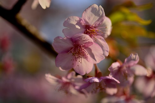 桜3 by leicadaisuki