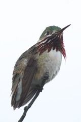 Calliope hummingbird