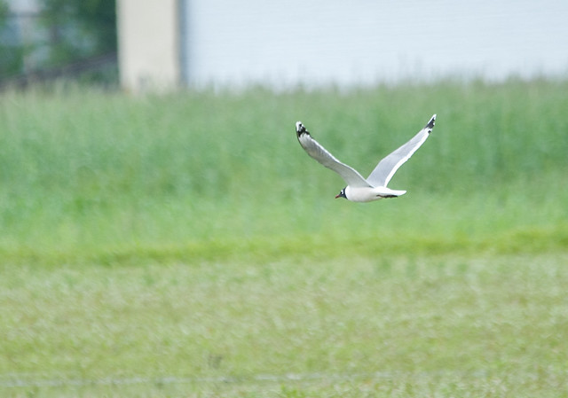 Franklin's Gull, 1st Worcester County Record