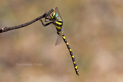 Odonata - Dragonflies and allies