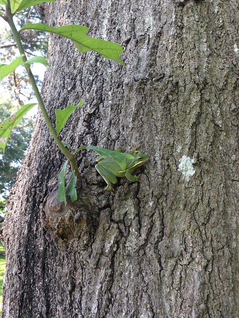 tree frog5