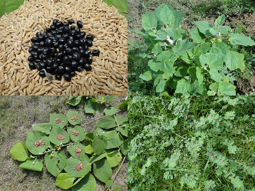Medicinal Rice Formulations for Diabetes Complications, Heart and Kidney Diseases (TH Group-72) from Pankaj Oudhia’s Medicinal Plant Database by Pankaj Oudhia