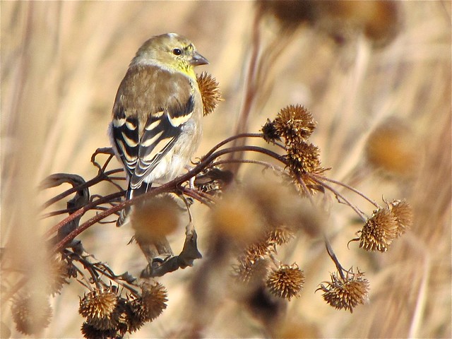 American Goldfinch at Goose Lake Prairie State Park in Grundy County, IL