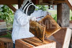 Devant la ruche