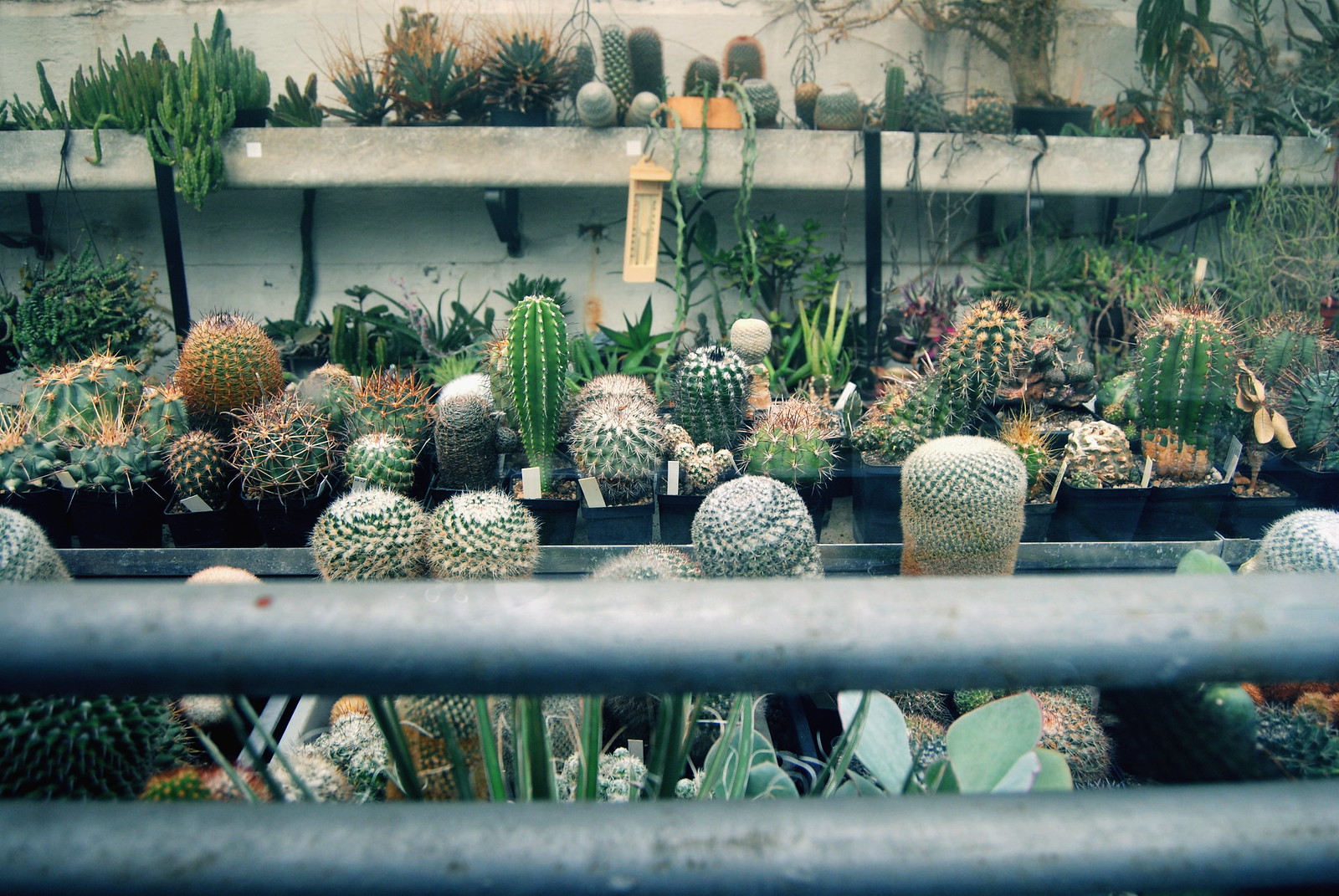 Various types of cacti in the Botanical Garden of Antwerp