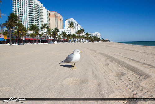 Fort Lauderdale Seagull at Beach by KimSengPhotography
