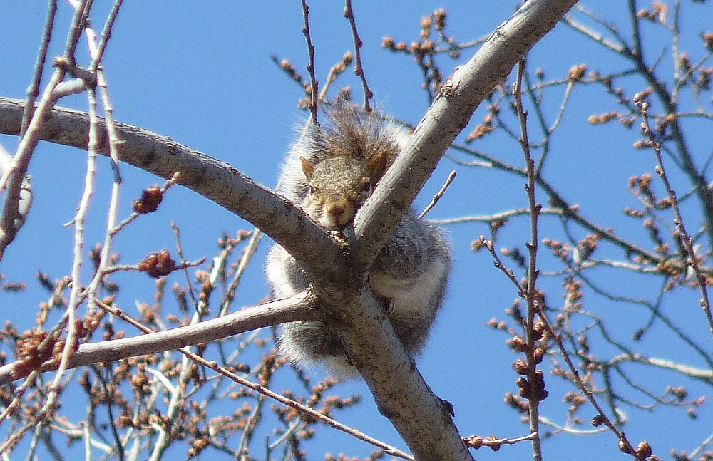 Squirrel High on an Elm Limb