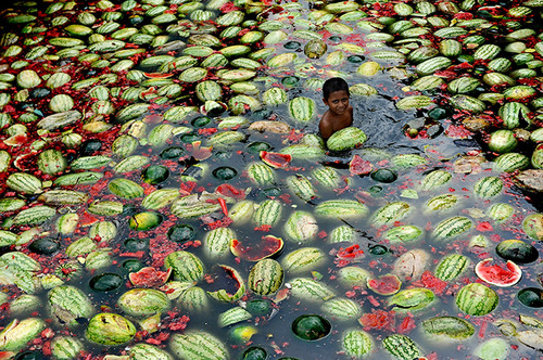 Dhaka, Bangladesh: Children gather watermelons from the the water