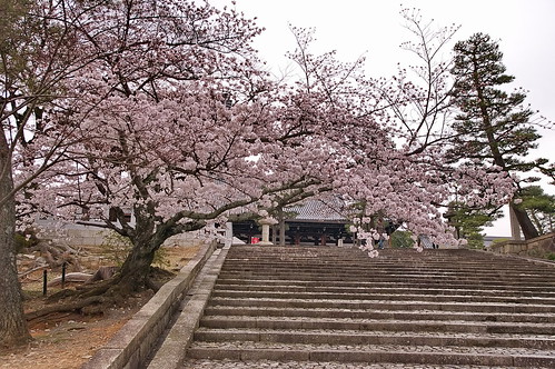 【写真】桜 : 金戒光明寺